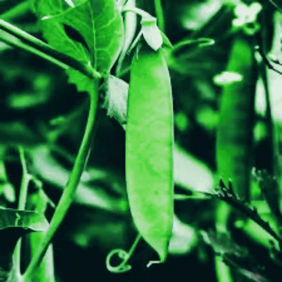 alpha-lipoic acid